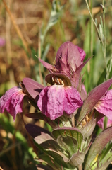Acanthus dioscoridis