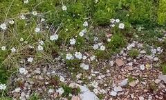 Anthemis chia