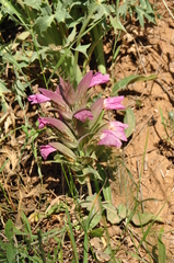 Acanthus dioscoridis