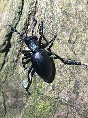 Meloe proscarabaeus
