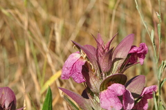Acanthus dioscoridis