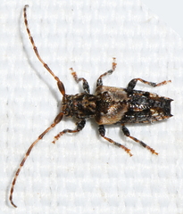 Pogonocherus hispidus