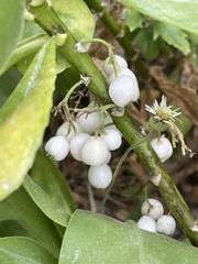 Scaevola taccada