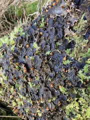 Peltigera neopolydactyla