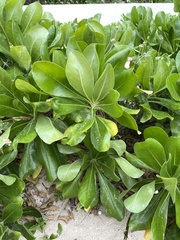 Scaevola taccada