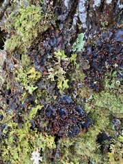 Peltigera neopolydactyla
