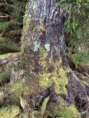 Peltigera neopolydactyla