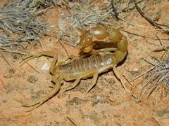 Parabuthus calvus
