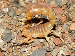 Parabuthus calvus