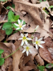 Nothoscordum bivalve