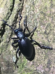 Meloe proscarabaeus
