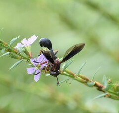 Physocephala floridana