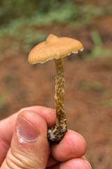 Psilocybe zapotecorum