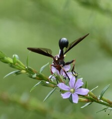 Physocephala floridana