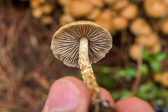 Psilocybe zapotecorum
