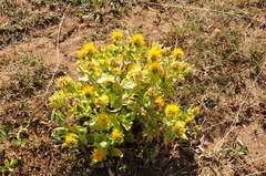 Centaurea polypodiifolia