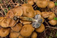 Psilocybe zapotecorum