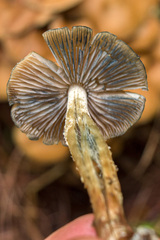 Psilocybe zapotecorum