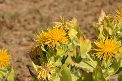 Centaurea polypodiifolia