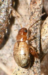 Longitarsus membranaceus