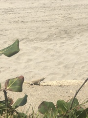 Microlophus peruvianus