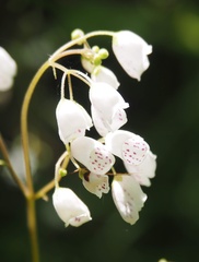 Jovellana sinclairii