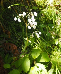 Jovellana sinclairii