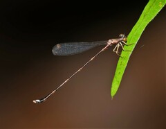 Protosticta versicolor