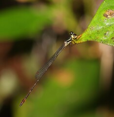 Drepanosticta actaeon