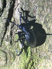 Meloe proscarabaeus