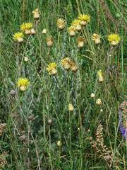 Centaurea orientalis