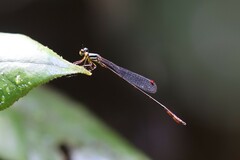 Drepanosticta actaeon