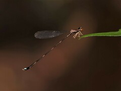 Protosticta versicolor