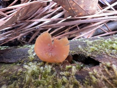 Kuehneromyces lignicola