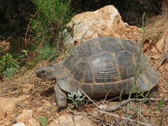 Testudo graeca ibera