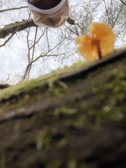 Kuehneromyces lignicola