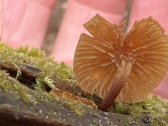 Kuehneromyces lignicola