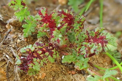 Synchytrium papillatum