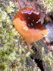 Kuehneromyces lignicola