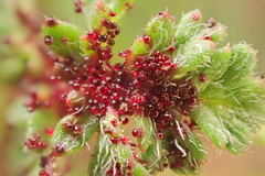 Synchytrium papillatum