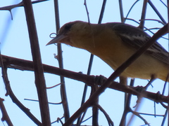 Icterus bullockii
