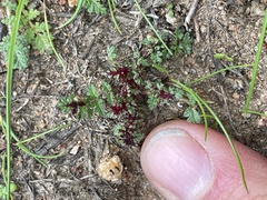 Synchytrium papillatum