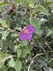 Cistus