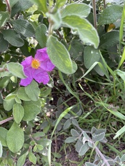 Cistus