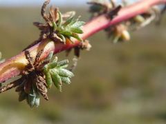 Camphorosma monspeliaca