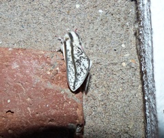 Giacomellia bilineata