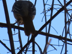 Icterus bullockii