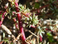 Camphorosma monspeliaca