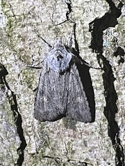 Lithophane ornitopus