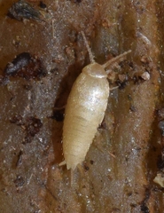 Proatelurina pseudolepisma